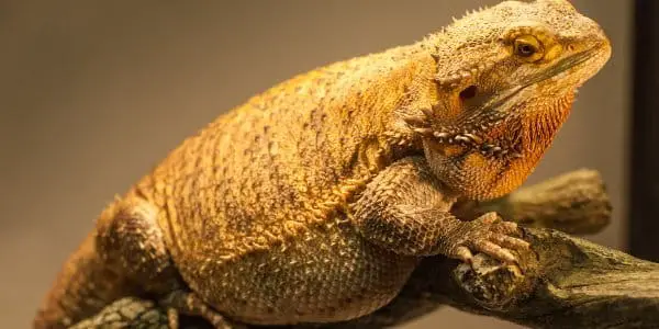 A Pic of Obese Bearded Dragon
