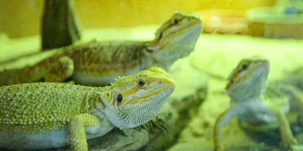 Types of bearded dragon