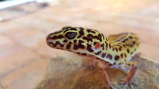 Leopard Gecko Eye