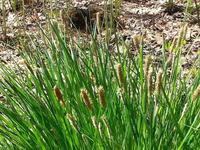 Sedge Grass plant