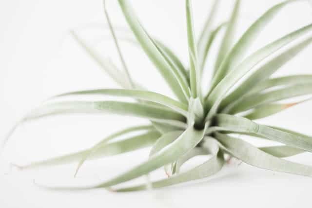 Tillandsia air plants