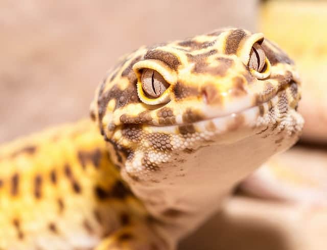Can Leopard Geckos See Color