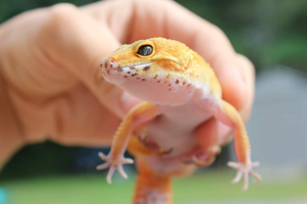 CAN LEOPARD GECKOS CLIMB GLASS? FULL GUIDE! Reptiles Time