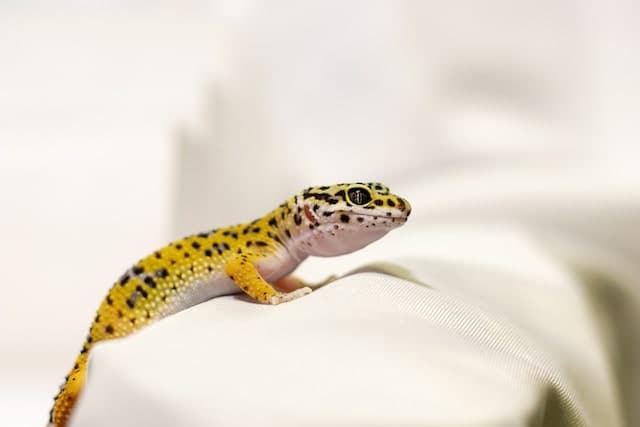 Can You Feed Leopard Geckos Fruit? Complete Guide! – Reptiles Time