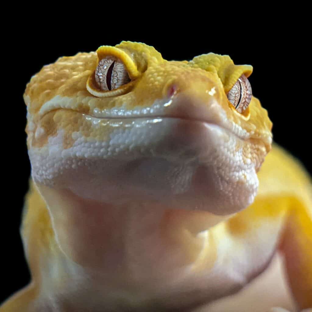 7 Signs Your Leopard Gecko Is Pregnant Reptiles Time