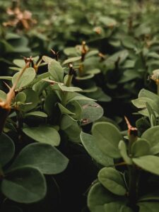 radiator plants