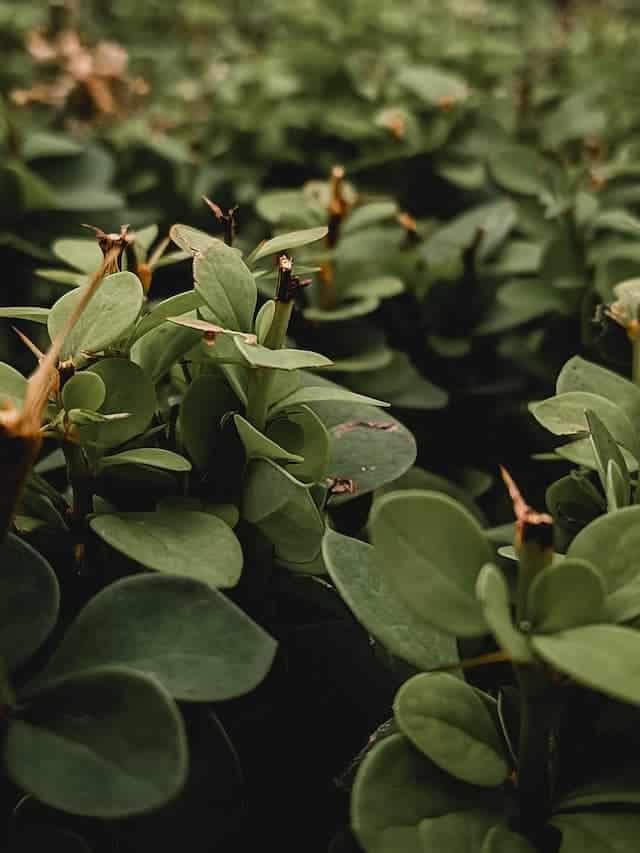 Are Succulents Safe For Leopard Geckos? Reptiles Time