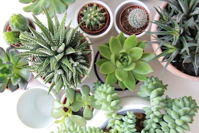 Are Succulents Safe For Leopard Geckos?
